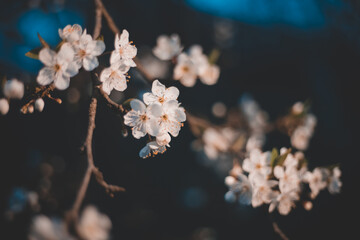 Beautiful spring cherry blossom at twilight. Shallow depth of field. Soft focuse