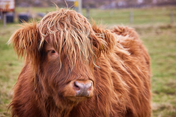Scottish alpine cow portrait in open field. Ireland, Co. Donegal