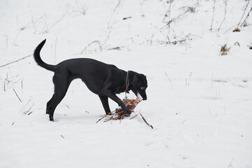 black labrador gnaws a tree in winter forest