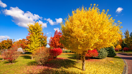 Bright yellow red and orange trees in the autumn park.