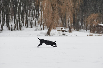 black labrador runs through the snow in winter in the forest