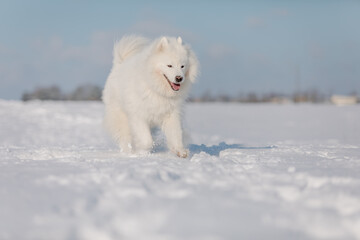 White dog in the snow. Samoyed dog in winter landscape. Winter time. Fluffy smiling dog