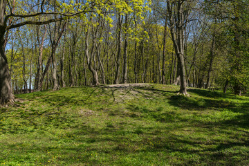 Fototapeta premium glade with blooming dandelions