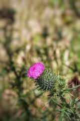 Milk Thistle Flowerhead, Flowers Photography