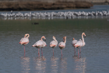 Greater Flamingo (Phoenicopterus roseus) feeding in the lake