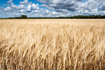 Close-up scene of cereal field