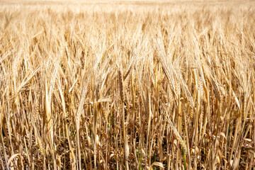 Close-up scene of cereal field