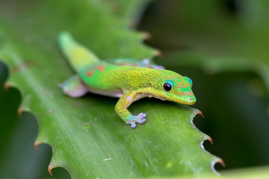 Gecko de la Reunion