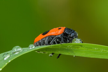 Ant bag beetle leaning on a drop of dew. Resting on a blade of grass. Early morning in the meadow....
