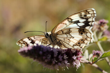 Obraz premium Large tree nymph butterfly on a flower