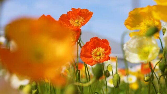 4K slow-motion video of colorful poppies swaying in the wind.