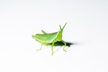 Close-up green grasshopper  (Spindle-headed grasshopper, Atractomorpha crenulata) isolated in white background.