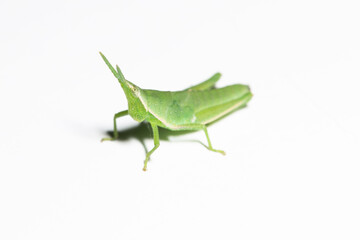 Close-up green grasshopper  (Spindle-headed grasshopper, Atractomorpha crenulata) isolated in white background.