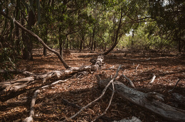 Trees in the forest