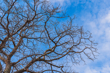 branches of a tree against the sky