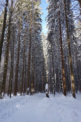 Bayerischer Wald
