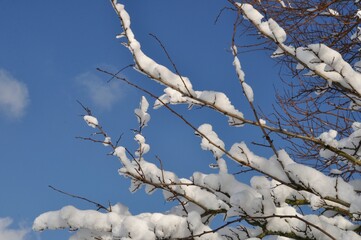 A branch covered in snow