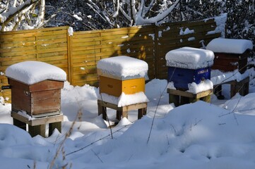 Hives under the snow in Brittany