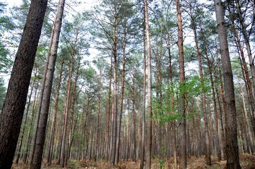 The Communal forest of Saint Pierre Les Elbeuf