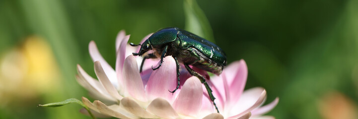 Black-green beetle sits on pink flower closeup