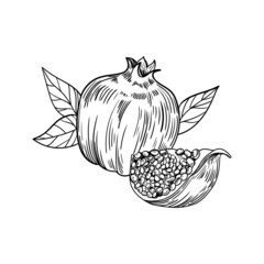 pomegranate fruit illustration black and white