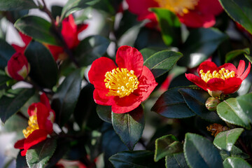 Soft selective focus of Camellia japonica known as common camellia with green leaves, Red pink...