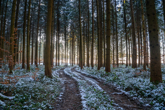 Chemin juste enneig&eacute; qui serpente entre les sapins.