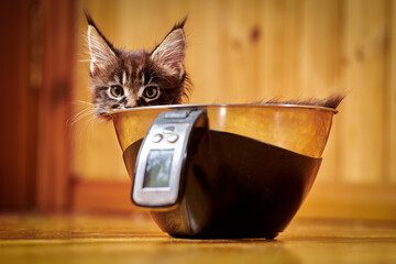 Cute Maine Coon kitten with tassels on ears. Kitten is weighed on kitchen scale.