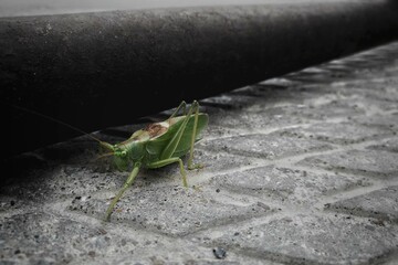 grasshopper on the ground