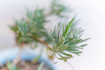 ラベンダーの葉