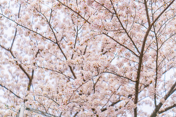 満開の桜、春