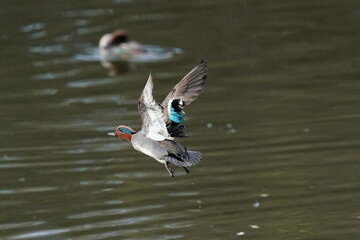 teal in flight