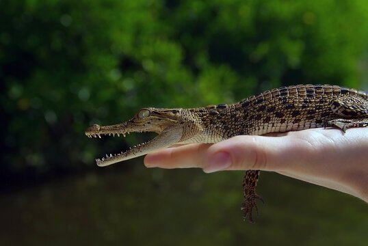 A small crocodile in a woman's hand against the background of a pond and green plants.