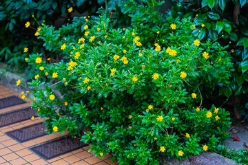 Fototapeta premium 路傍の花