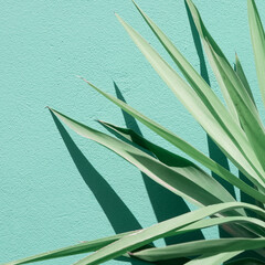 Aloe against a blue wall background. Stylish minimalist plant wallpapers. Eco bio concept