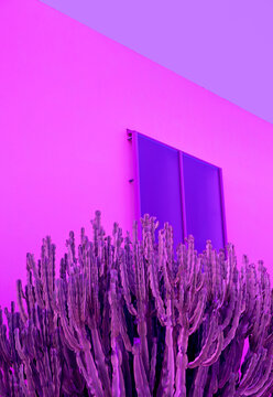Creative purple Cactus and wall tropical background. Aesthetic plant. Canary island. Very peri trends