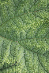 Gorgeous texture of a leaf, Chile