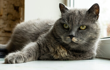 An old gray cat lies on the windowsill.