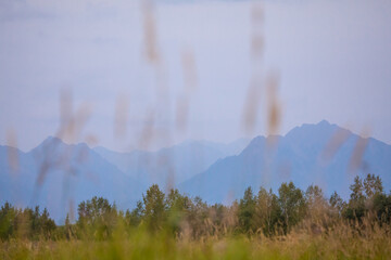 Fog in the Kamchatka forest