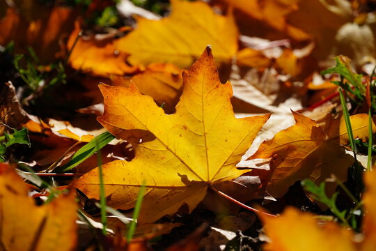 Herbstlaub - Goldenes Ahornblatt