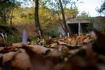 Snowdrops in the forest with beautiful soft light marking the coming of spring, flowers in the frosty, Beautiful wildflowers, in the forest, on a sunny spring day