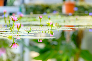 睡蓮の花　温室　大分県別府市　Water lily flower. greenhouse. Ooita-ken Bepuu city