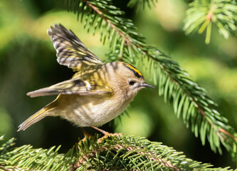 Goldcrest, Regulus regulus. A bird flutters its wings while sitting on a branch