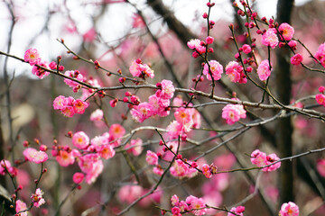 紅梅の花と枝