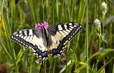 Gros plan d'un papillon machaon ailes déployées butinant une fleur de trèfle violette dans un...