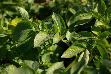 sunny photo of potato leaves on the field. The theme of seasonal planting and agriculture