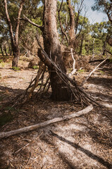tree in the forest