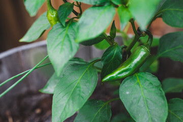 close-up of green chili plant outdoor in sunny vegetable garden