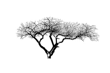 .Old fruit tree in winter. Black silhouette on a white background. Hand draw vector design element . Sketch style. .