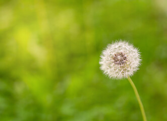 Dandelion on green grass